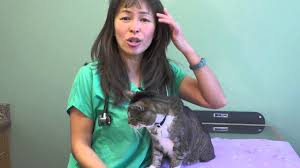 If your cat acquires a secondary infection, he may need antibiotics to treat it. How To Treat Feline Acne Dr Justine Lee Youtube