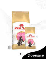royal canin maine kitten dry food