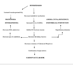 Flow Chart Showing Hypertension Related To Kidney