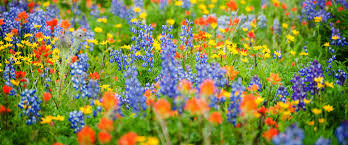 A Wildflower Meadow Or Garden