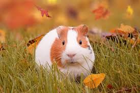 guinea pig wallpapers hd wallpapers