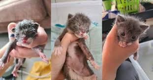 neonatal kitten rescue lessons and tips