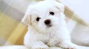 puppy wallpapers for mobile phone