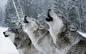 Having never coached basketball, i can't honestly rate wolves in terms of what must be a fairly from my admittedly limited perspective, i found wolves to be an intelligent, and involving melodrama. Wolves Fact And Fiction National Geographic Society