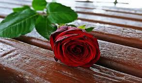 hd wallpaper red rose rose flower