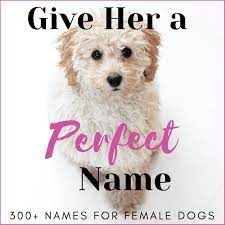 300 unique female dog names by