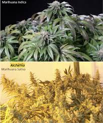 Flowering In Cannabis Plants Alchimia Blog