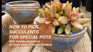 How To Pick Succulents For Special Pots