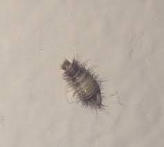 carpet beetles in car what to do and