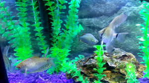 Red Belly Piranha Growth 1 Year Old