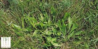 eco friendly weed control milorganite