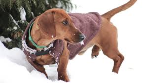 Dachshund Clothes Dressing Your Doxie For Every Weather