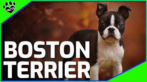 boston terrier dogs 101 boston terrier