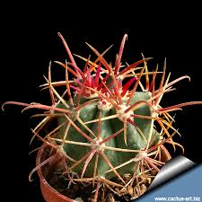 5 ft h x 2 ft wwater usage: Ferocactus Chrysacanthus Red Spines Form