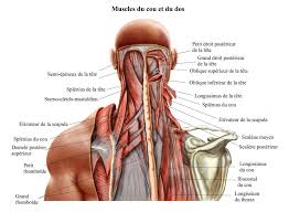 They support the head and connect it to the shoulders and body. Douleur Cervicale Torticolis Et Osteopathie Osteopathe Paris