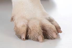 claw and nail disorders in dogs
