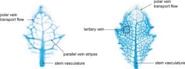 leaf venation as a resistor to
