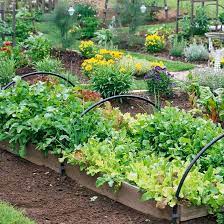 The Benefits Of Raised Vegetable Gardens