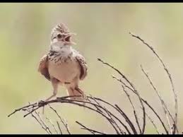 Burung branjangan merupakan burung yang bisa dikatakan luar biasa dan memiliki keunikan tersendiri. Burung Branjangan Gacor Di Alam Bebas Youtube