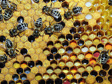 Bee Pollen Wikipedia