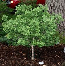 9 dwarf trees for landscaping ideas