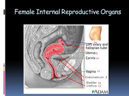From developing new therapies that treat and prevent disease to helping people in need, we are. Female Reproductive Organs Ppt Video Online Download