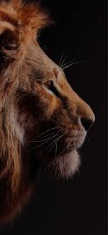 4k the lion king wallpaper whatspaper