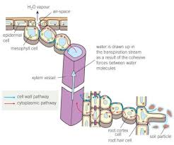 transport of water in the xylem diagram