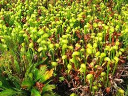 Get darlingtonia state natural site's weather and area codes, time zone and dst. Pin Op Carnivorous Plants