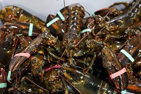 maine lobstermen have slower year amid