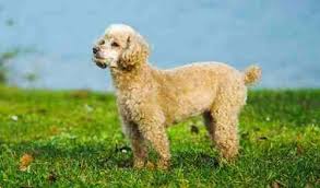 full grown toy poodle techclient