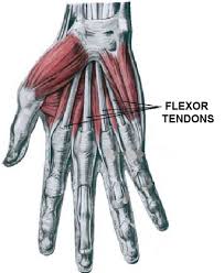 It also helps bend the wrist in the direction of the thumb. Hand Surgery Turkey Flexor Tendon Injuries