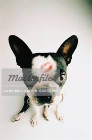 portrait of dog with lipstick kiss on