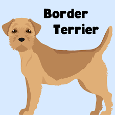 border terrier poodle mix ultimate