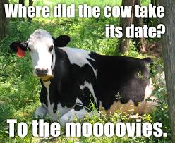 40 funny cow jokes ranked in order of popularity and relevancy. Funny Cow Puns