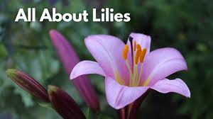 lily types for your flower garden