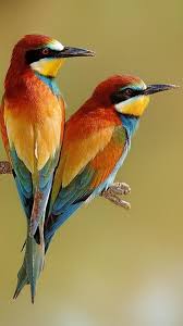 hd beautiful colorful bird wallpapers