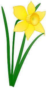 Daffodil Clip art - daffodil clip art png download - 1969*3684 - Free  Transparent Daffodil png Download. - Clip Art Library