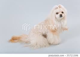 mix of toy poodle and shih tzu stock
