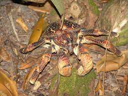 Giant crab, robber crab, coconut crab, aldabra, seychelles. Coconut Crab Wikipedia
