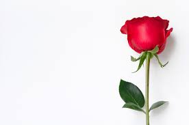 single red rose stock photos images