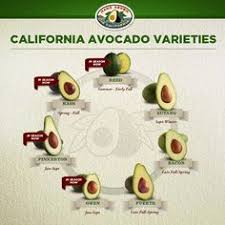 10 Best Avocado Varieties Images Avocado Varieties