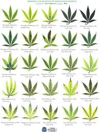 Marijuana Leaf Color Chart Experienced Weed Leaf Color Chart