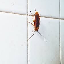 how to get rid of roaches the