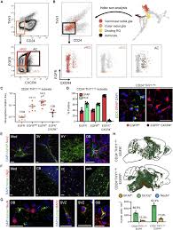 human neural stem and progenitor cells