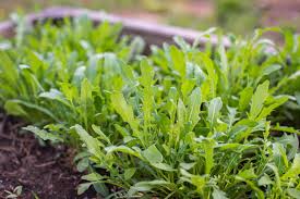 14 Fast Growing Vegetables Jung Seed
