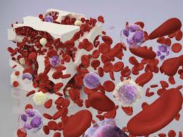 In particolare, ogni globulo bianco, al contrario delle altre cellule del sangue, è dotato di nucleo. Https Www Mds Foundation Org Wp Content Uploads 2014 06 Blood Marrow Booklet Italian Ebook 6 06 14 Pdf