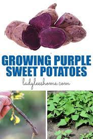 growing purple sweet potatoes lady