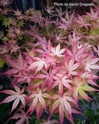 Showy new growth in spring. Mrmaple Com Acer Palmatum Amber Ghost Japanese Maple Facebook