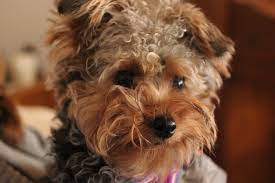 yorkiepoo dogs fun facts history and